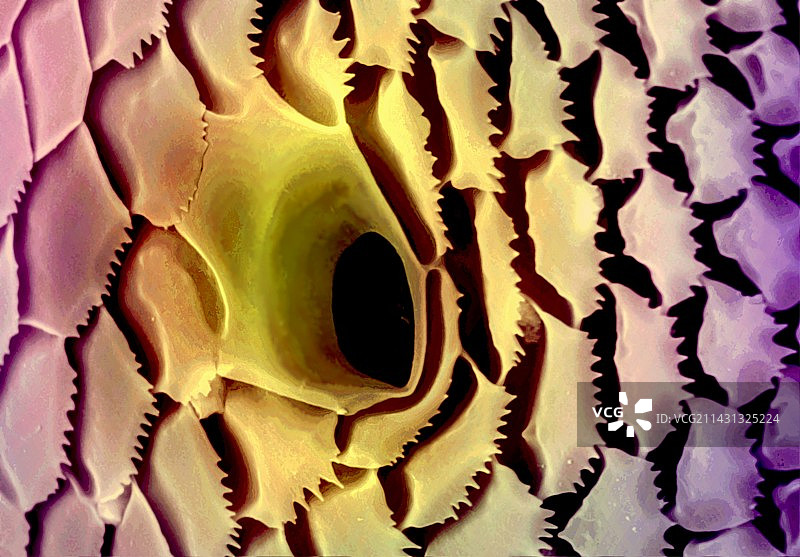 蚂蚁气门，扫描电子显微镜图片素材