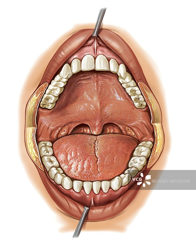 口腔艺术作品图片素材