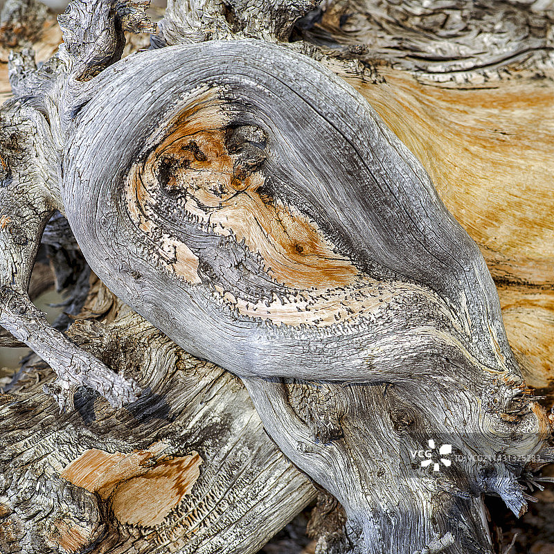 狐尾松树干图片素材