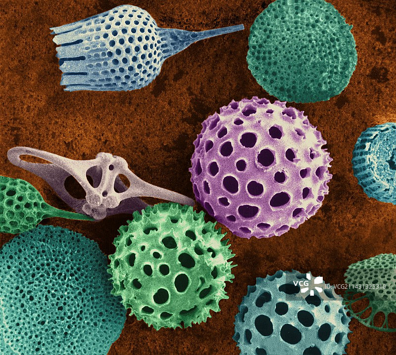 放射虫测试，扫描电子显微镜图片素材