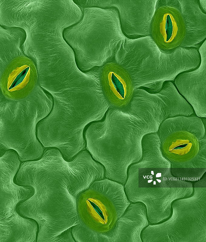 叶片气孔（拟南芥属），扫描电镜图片素材