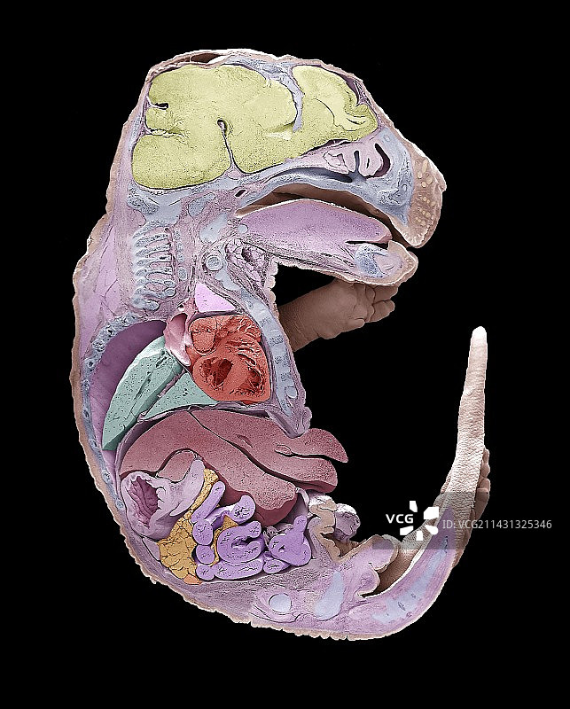 小鼠胚胎扫描电镜图图片素材