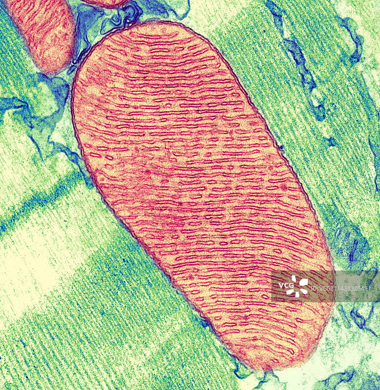 线粒体，透射电镜图片素材