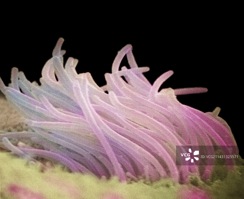 气管中的纤毛图片素材