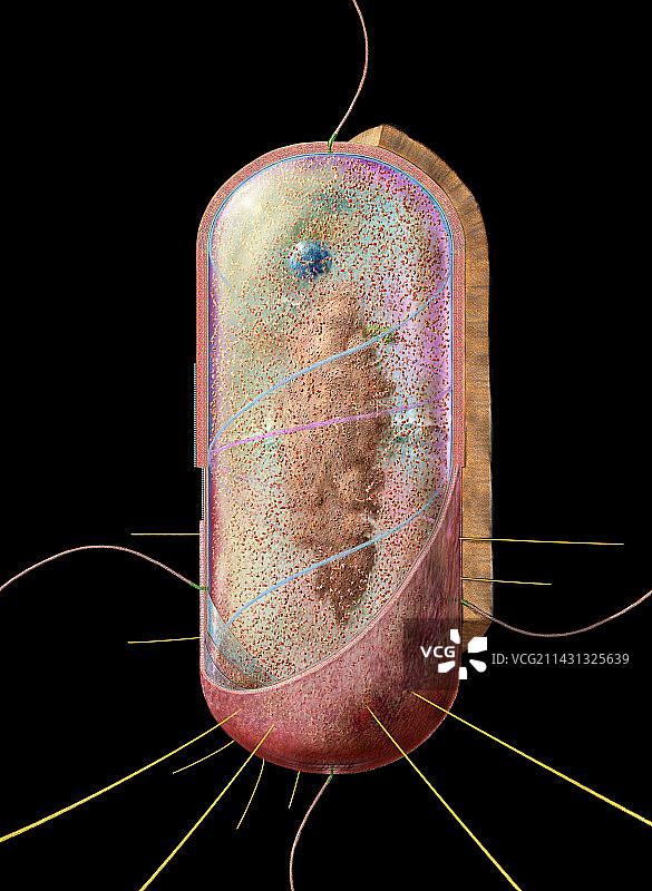 细菌细胞图片素材