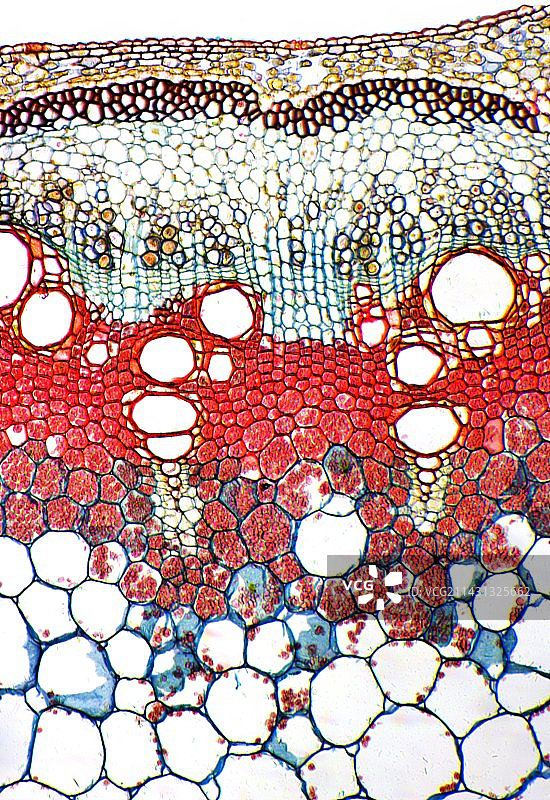 芸豆茎，光学显微照片图片素材
