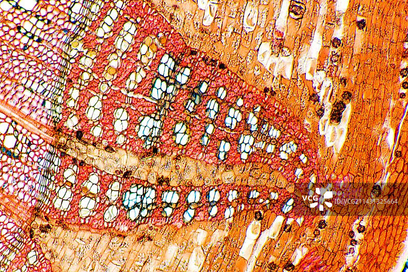 酸橙树茎显微照片图片素材