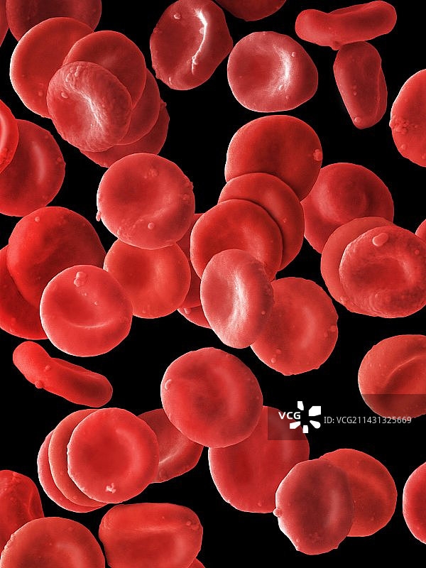 红细胞扫描电子显微镜图像图片素材