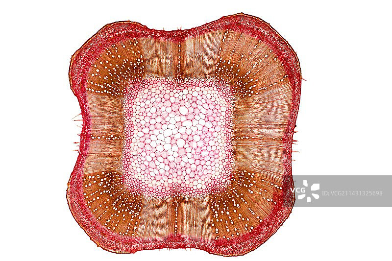 鼠尾草茎，光学显微照片图片素材