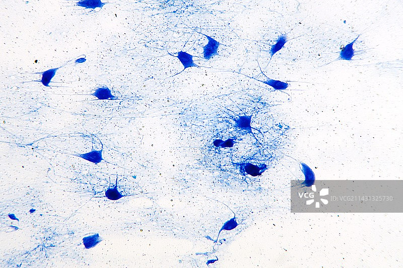 神经元运动终板显微照片图片素材