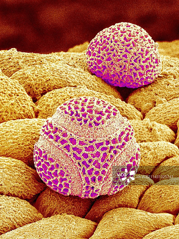 西番莲花粉扫描电镜图图片素材