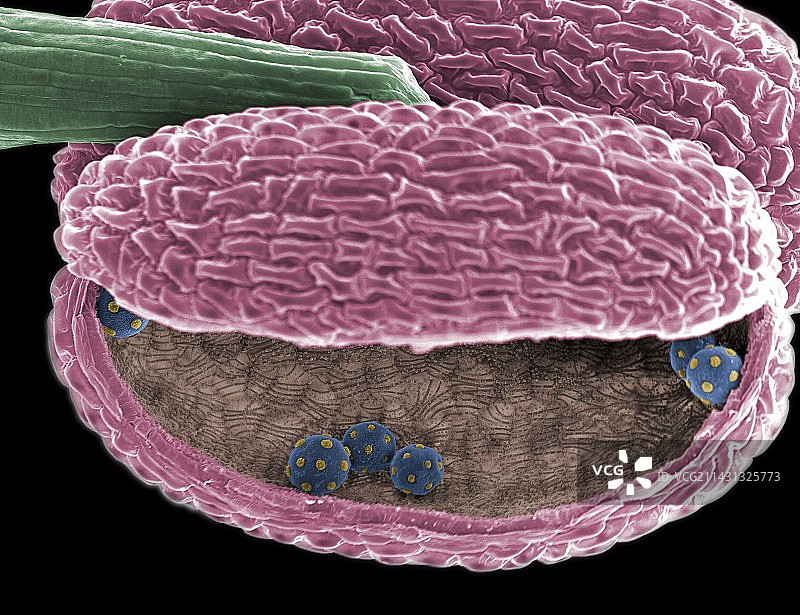 繁缕花药扫描电镜图片素材