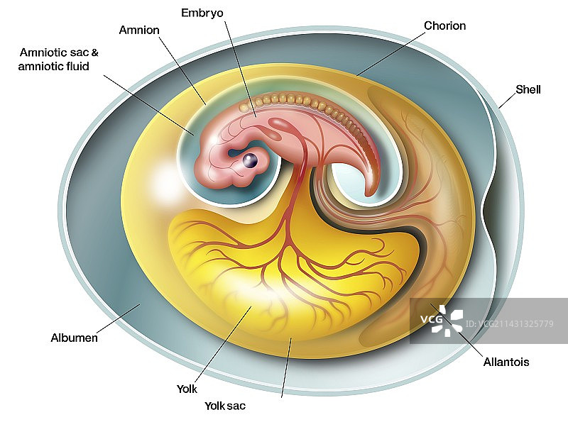 羊膜胚胎解剖，插图图片素材