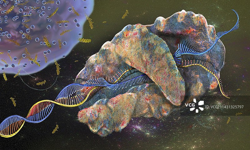 DNA转录图示图片素材