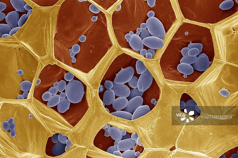 生土豆的切割面图片素材