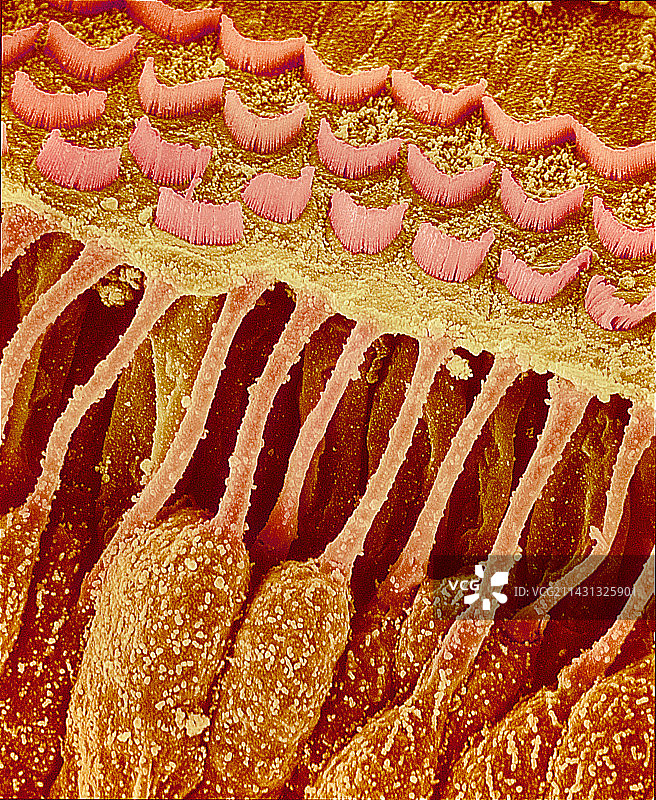 耳朵里的感觉毛细胞，扫描电镜图片素材