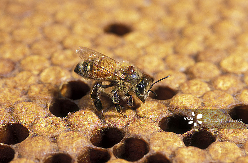 携带瓦螨的蜜蜂图片素材