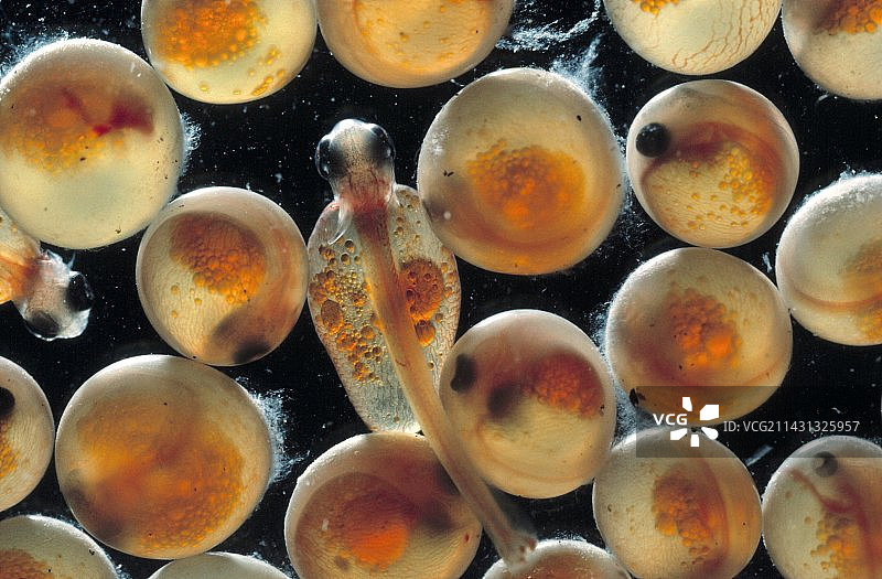 三文鱼卵和新孵化的鱼图片素材