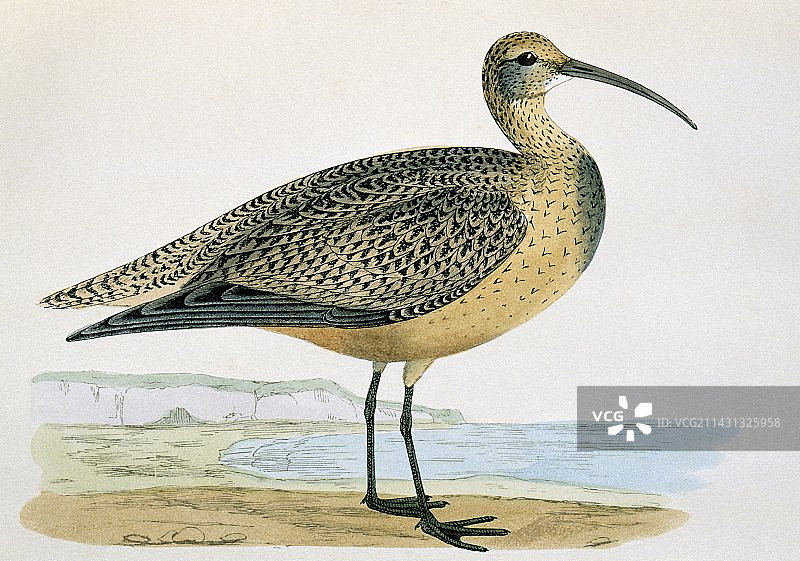 19世纪的爱斯基摩杓鹬艺术品图片素材