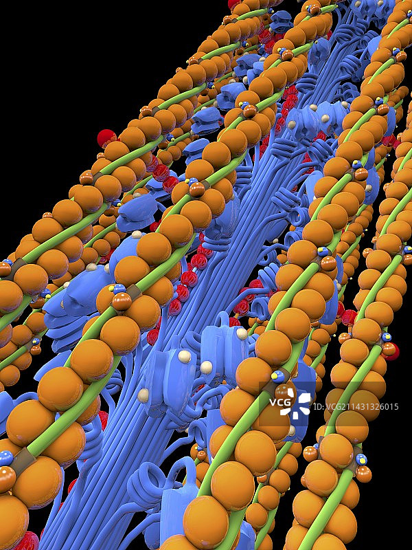 肌动蛋白肌球蛋白肌肉模型艺术图图片素材