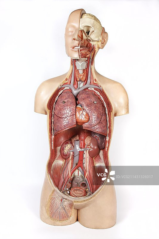 女性解剖历史模型图片素材