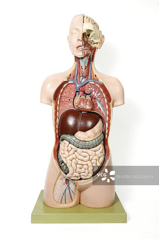 女性解剖历史模型图片素材