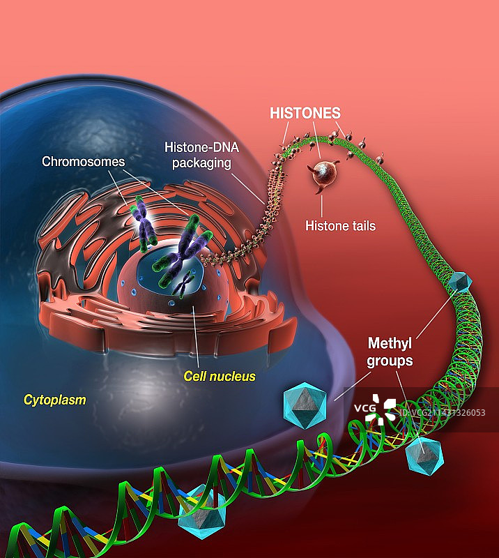 细胞DNA和表观遗传学图图片素材