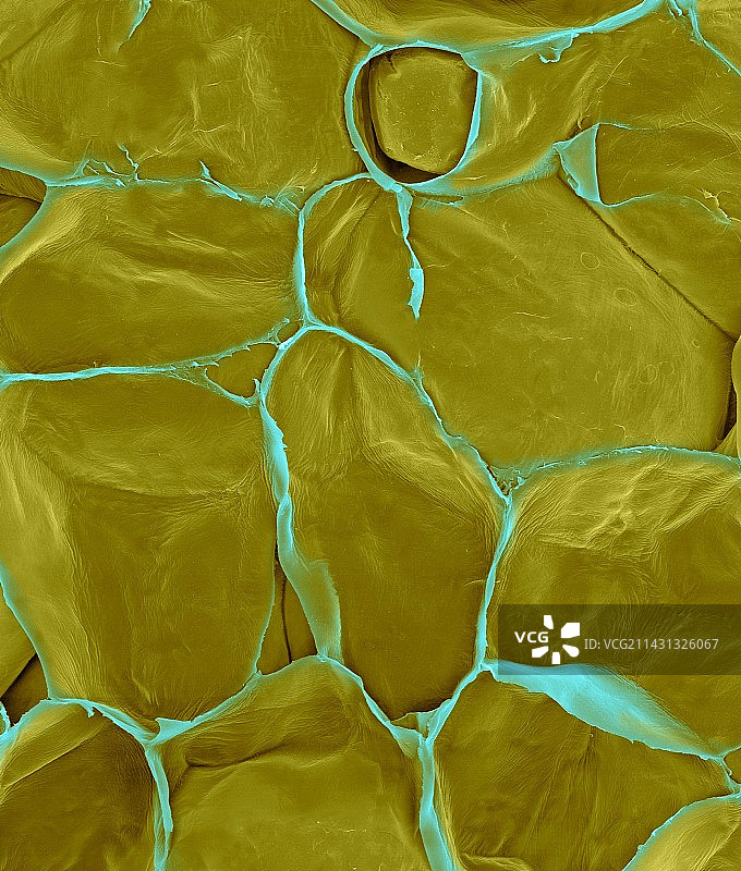 苹果薄壁细胞（家苹果），扫描电镜图片素材