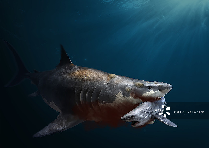 巨齿鲨捕食猎物插画图片素材