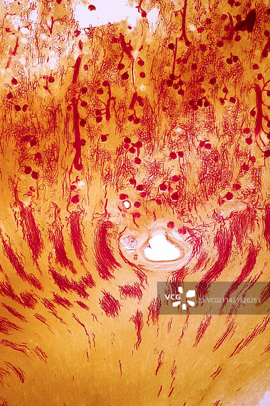 肾脏显微照片图片素材