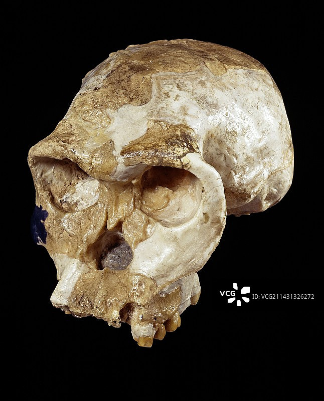 能人头盖骨（OH 24）图片素材