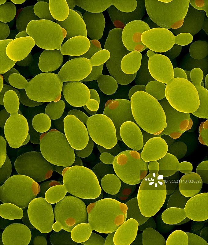 甲基营养型酵母（巴斯德毕赤酵母），扫描电子显微镜图片素材