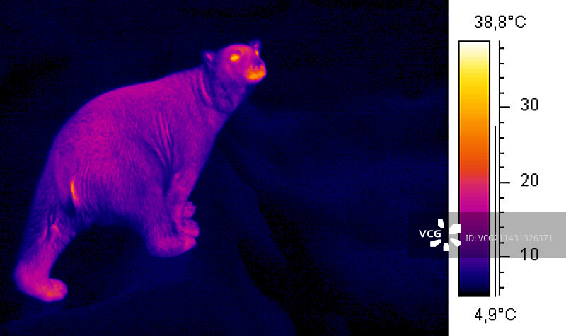 北极熊热成像图图片素材