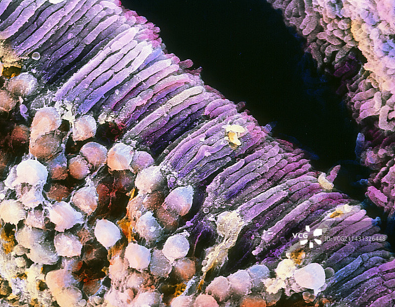 视网膜结构的伪彩色扫描电镜图片素材