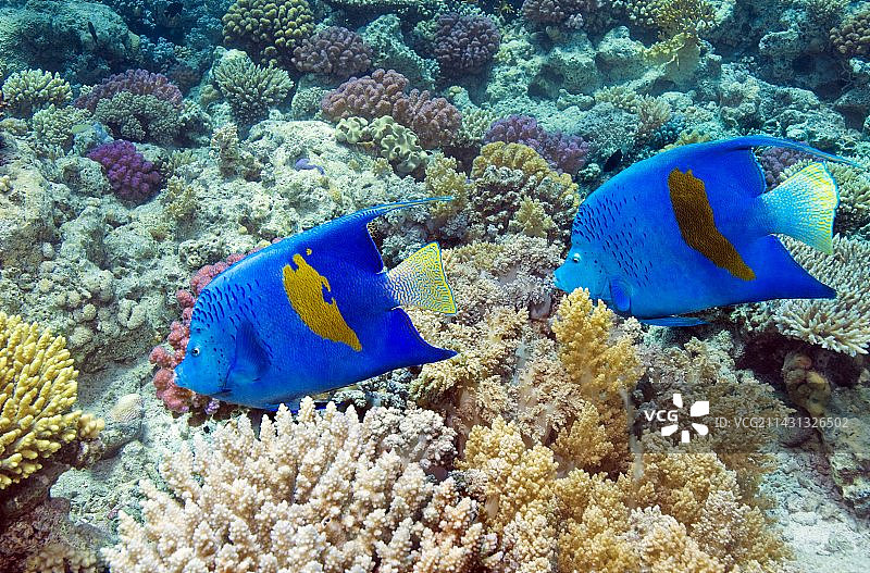 黄带神仙鱼图片素材