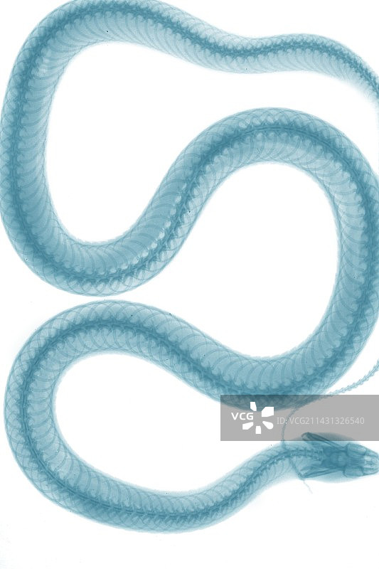 蛇，X光图片素材