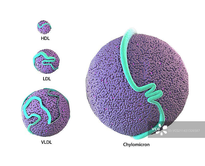 脂蛋白图示图片素材