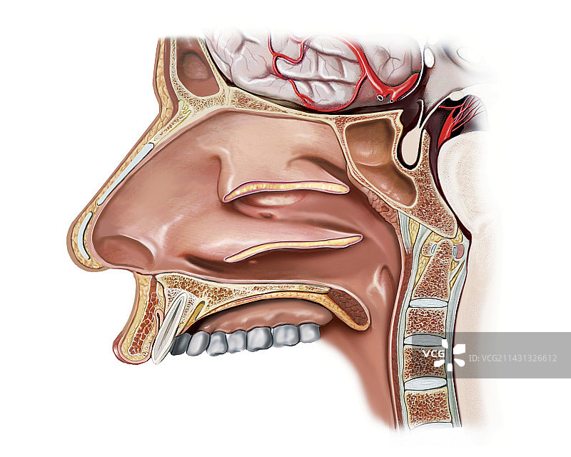 鼻腔结构图图片素材
