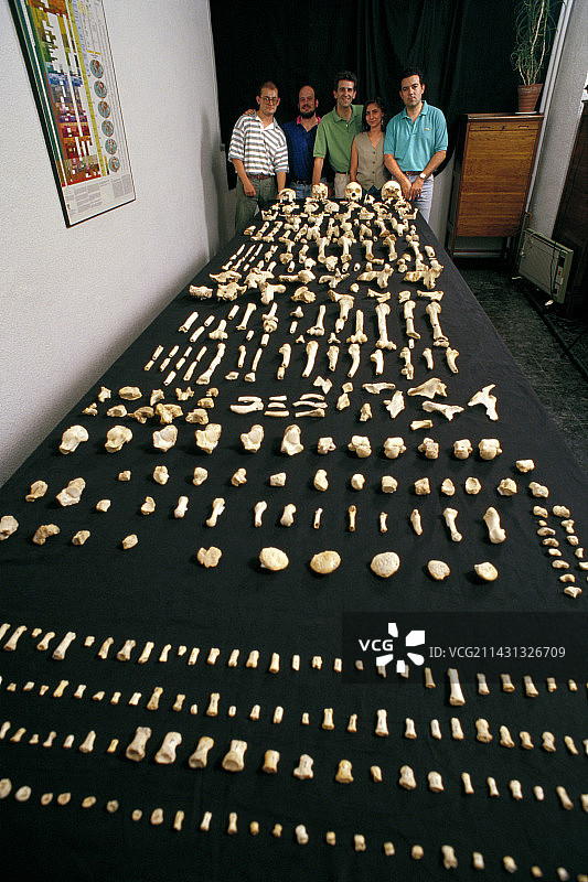 人类化石，Sima de los Huesos图片素材