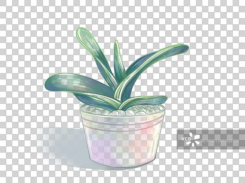 水彩植物虎皮兰免抠图手绘图片素材