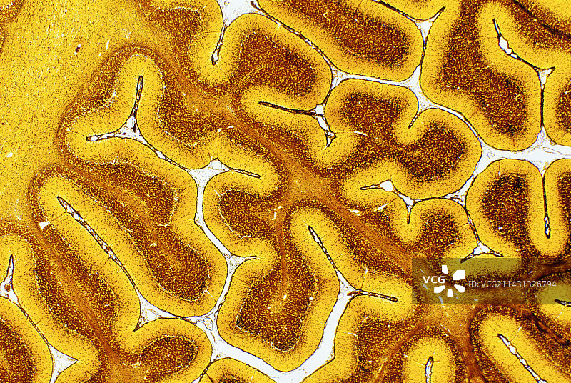 脑组织图片素材