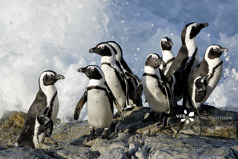 岩石上的非洲企鹅图片素材