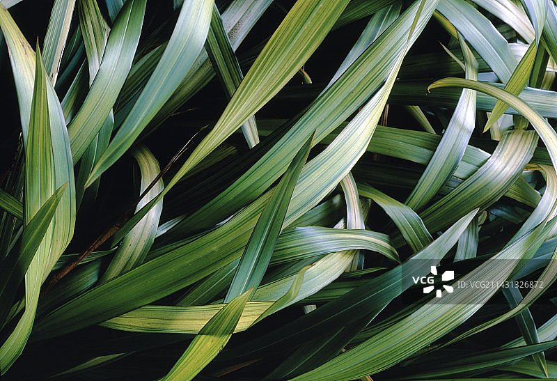 亚麻百合图片素材