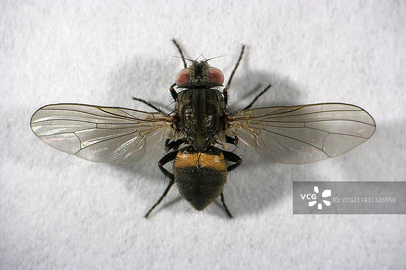 雄性小家蝇图片素材