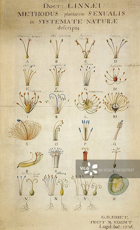 植物繁殖，18世纪图片素材