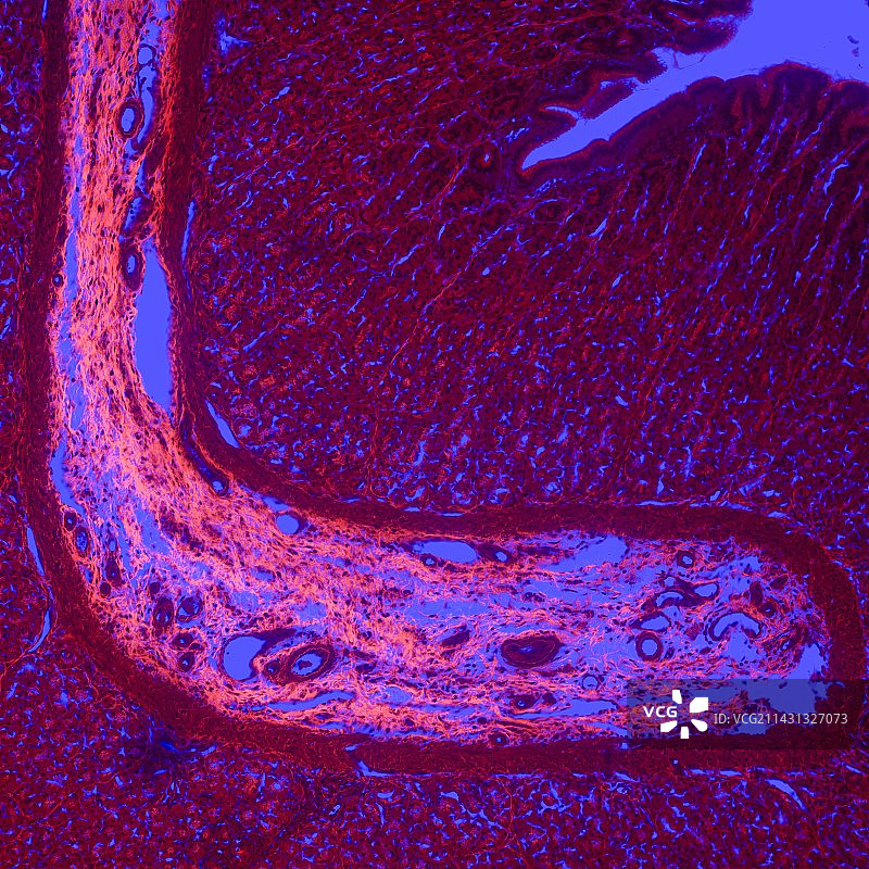 胃壁共聚焦显微图图片素材