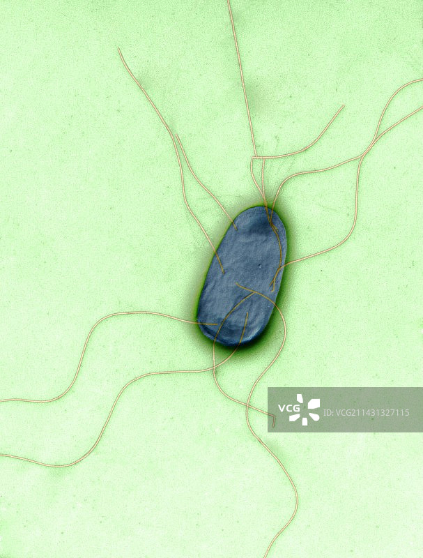 变形杆菌，扫描电子显微镜图片素材