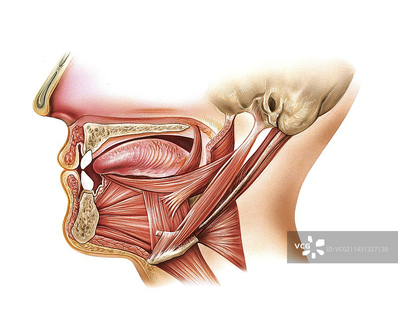 舌头和口腔底部艺术图图片素材