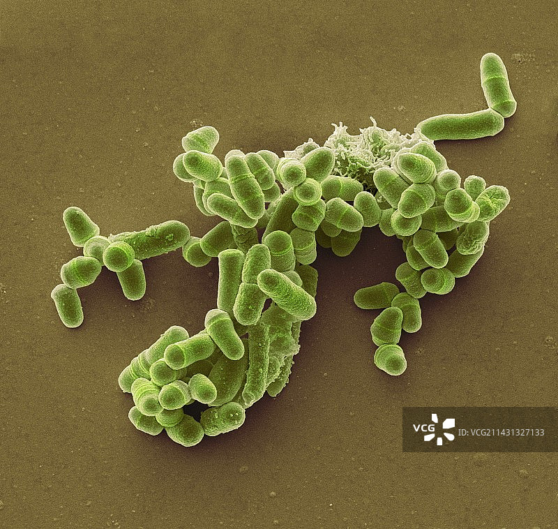 裂殖酵母菌扫描电镜图图片素材
