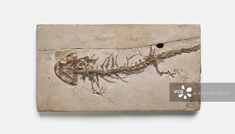 大鲵化石图片素材